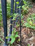 Plant name: Virgin's Bower Clematis virginiana 